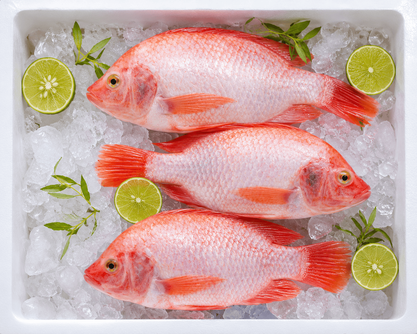 Ikan Nila Segar